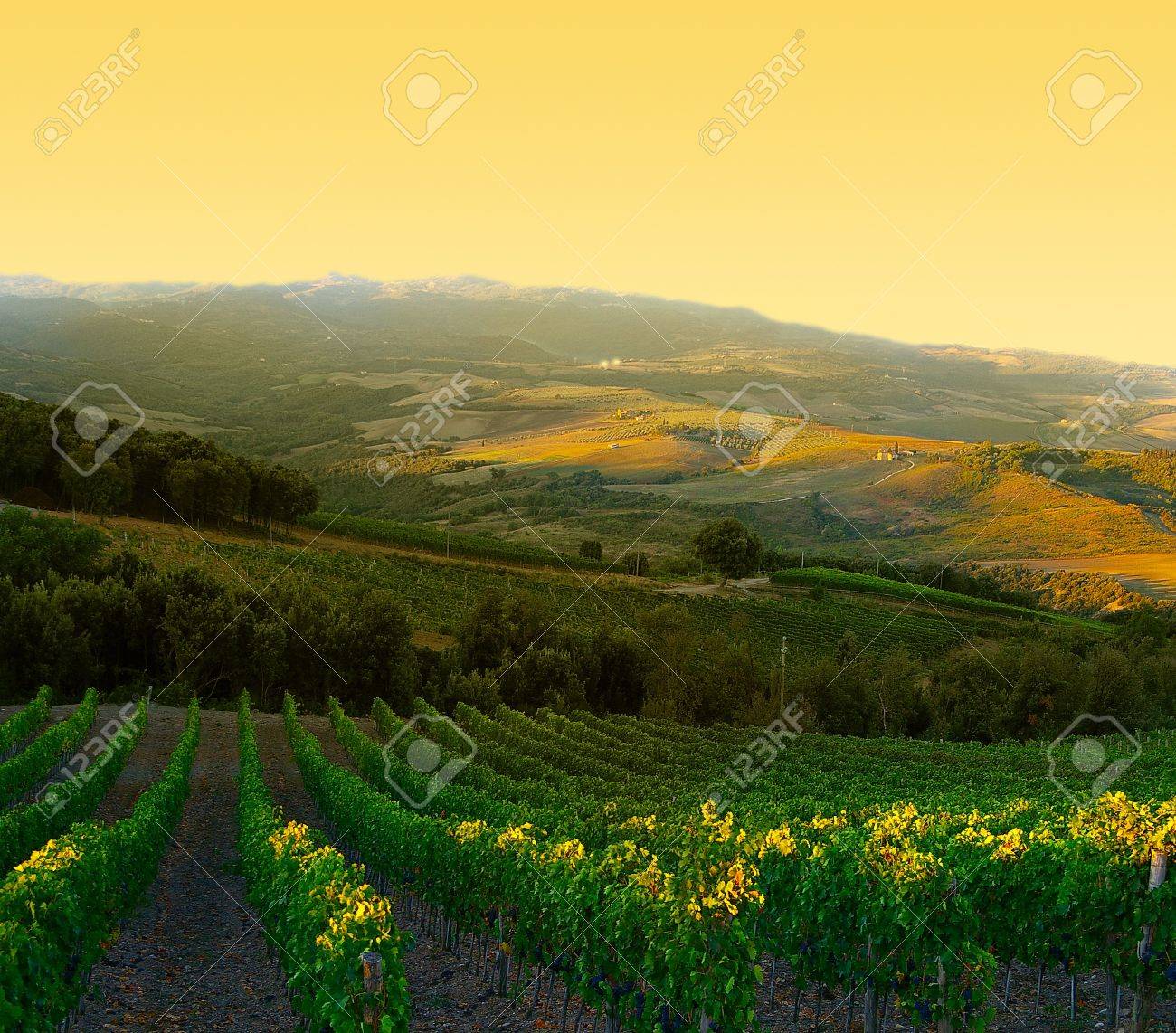 7969153-vignoble-venu-raisin-pourpre-au-lever-du-soleil-en-toscane-italie